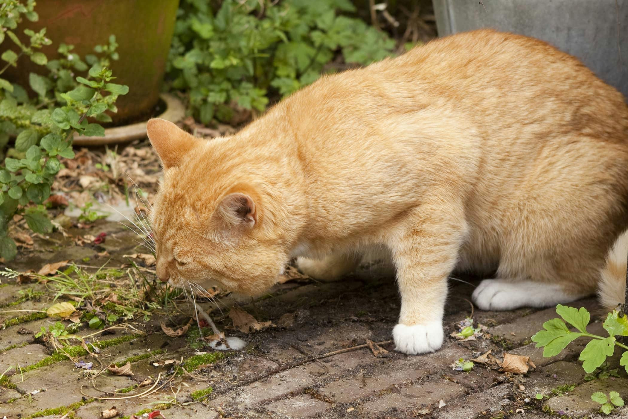 my-cat-keeps-sneezing-and-vomiting-telho