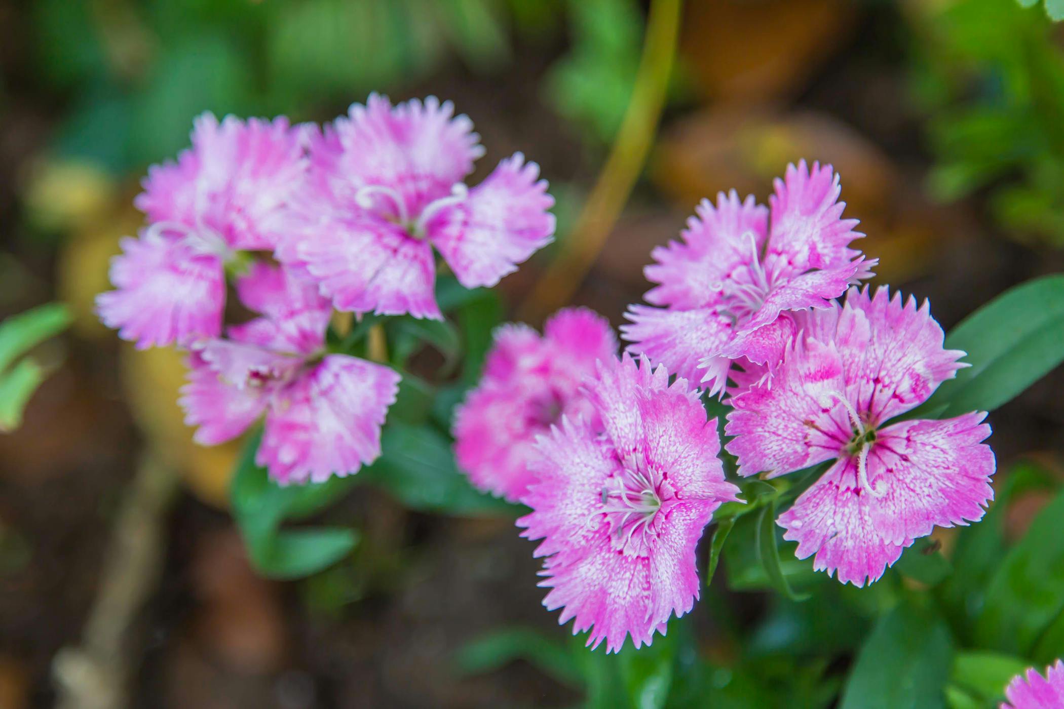 Wild Carnation Poisoning in Cats Symptoms, Causes, Diagnosis
