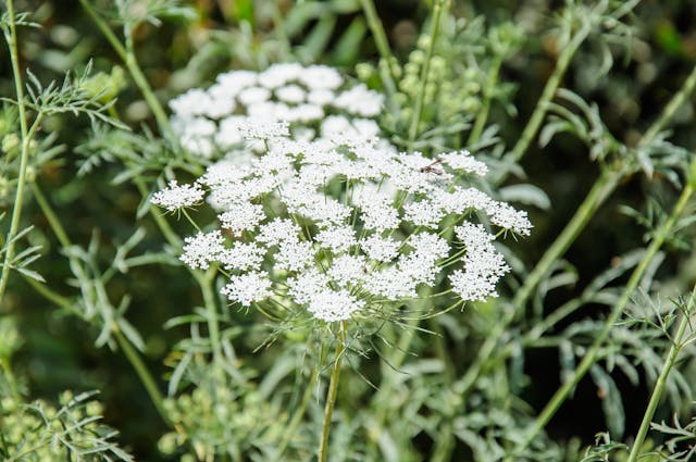 Wild Carrot Poisoning in Cats - Symptoms, Causes, Diagnosis, Treatment ...
