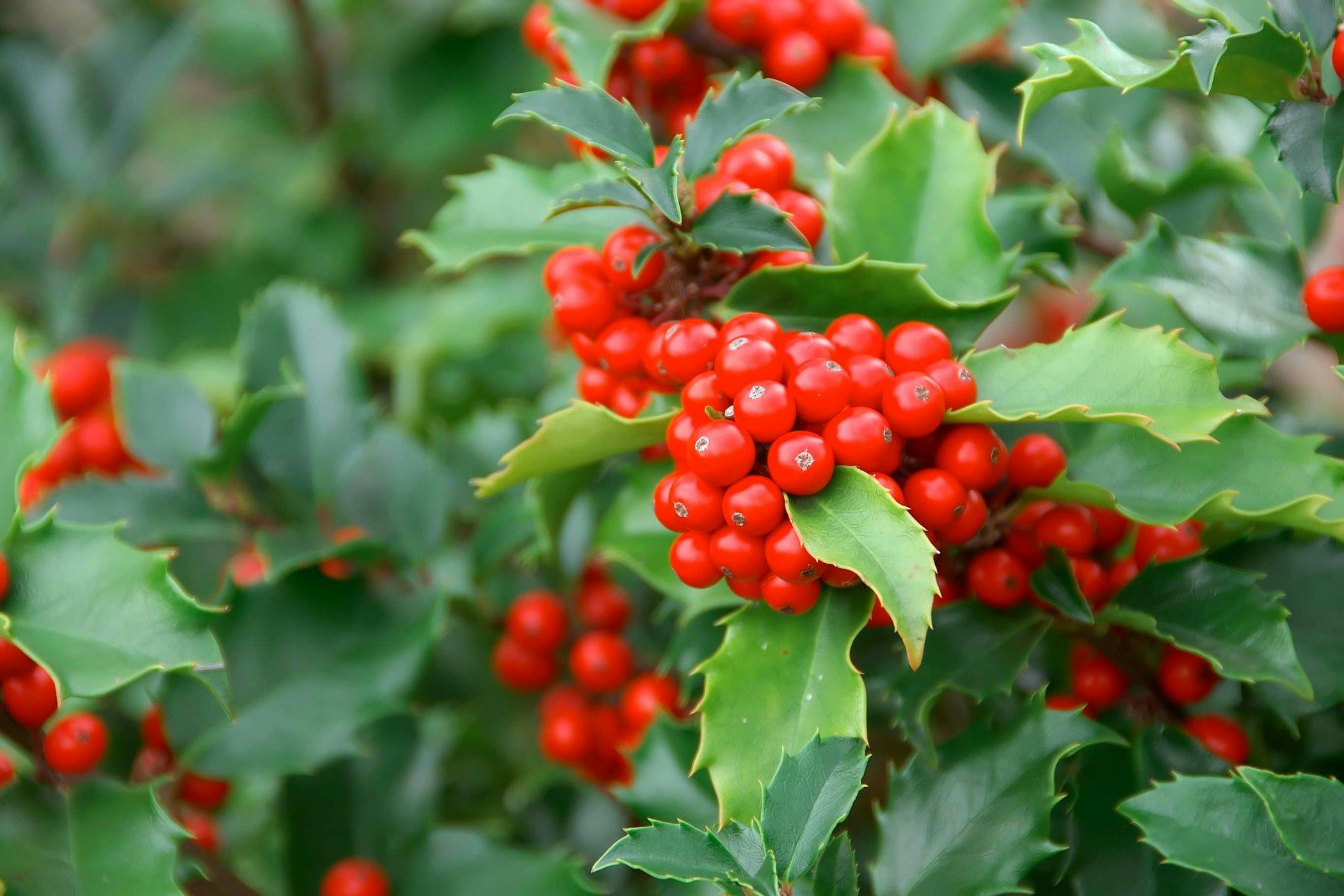 Is American Holly Or Winterberry Toxic to Cats? 