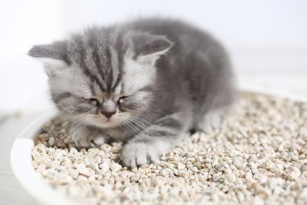 Xanthine Urinary Tract Stones in Cats - Symptoms, Causes, Diagnosis, Treatment, Recovery, Management, Cost