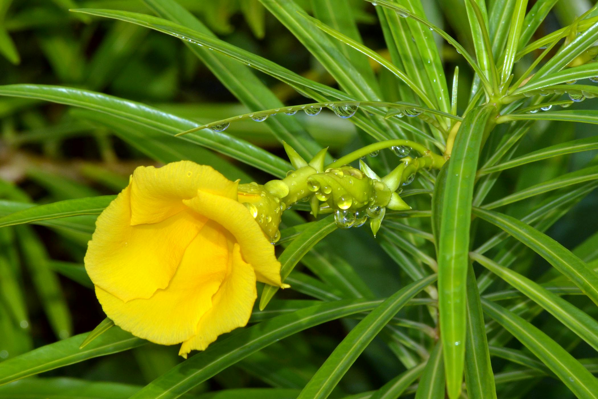 Yellow Oleander Poisoning in Cats Symptoms, Causes, Diagnosis, Treatment, Recovery, Management