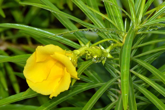 Yellow Oleander Poisoning in Cats - Symptoms, Causes, Diagnosis, Treatment, Recovery, Management, Cost