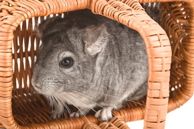 Bone Fractures in Chinchillas - Symptoms, Causes, Diagnosis, Treatment, Recovery, Management, Cost