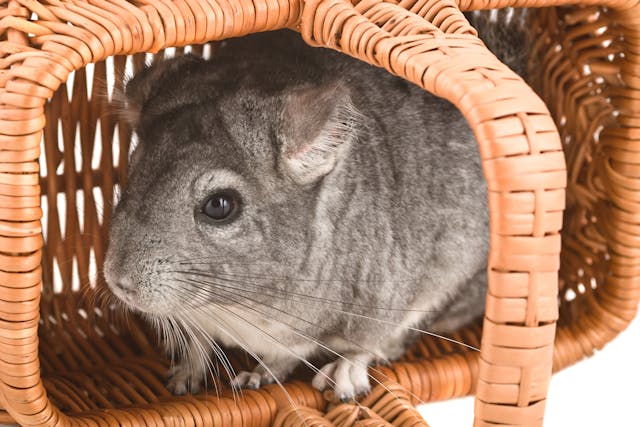Bone Fractures In Chinchillas Symptoms Causes Diagnosis Treatment Recovery Management Cost