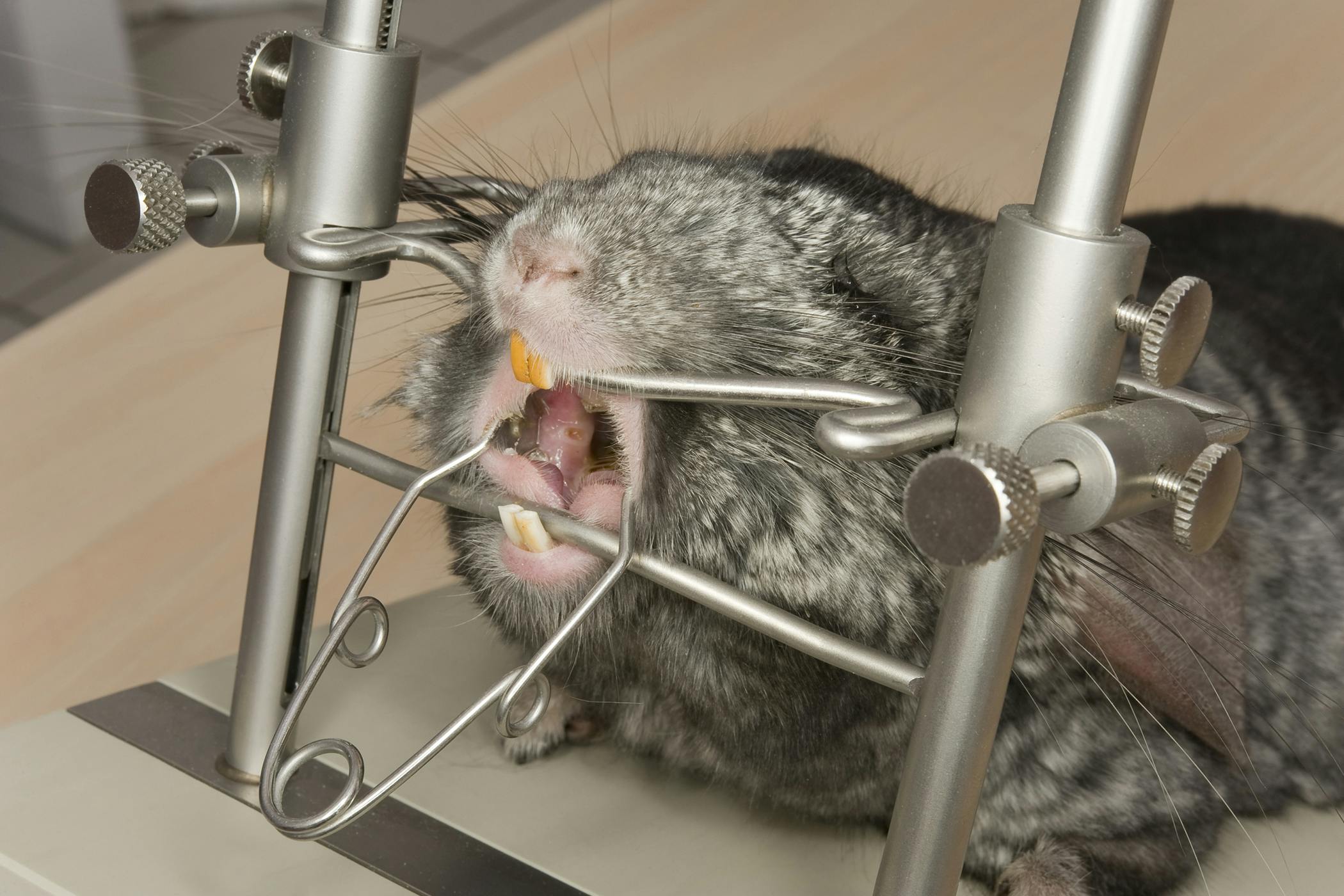 Как подстричь зубы крысе