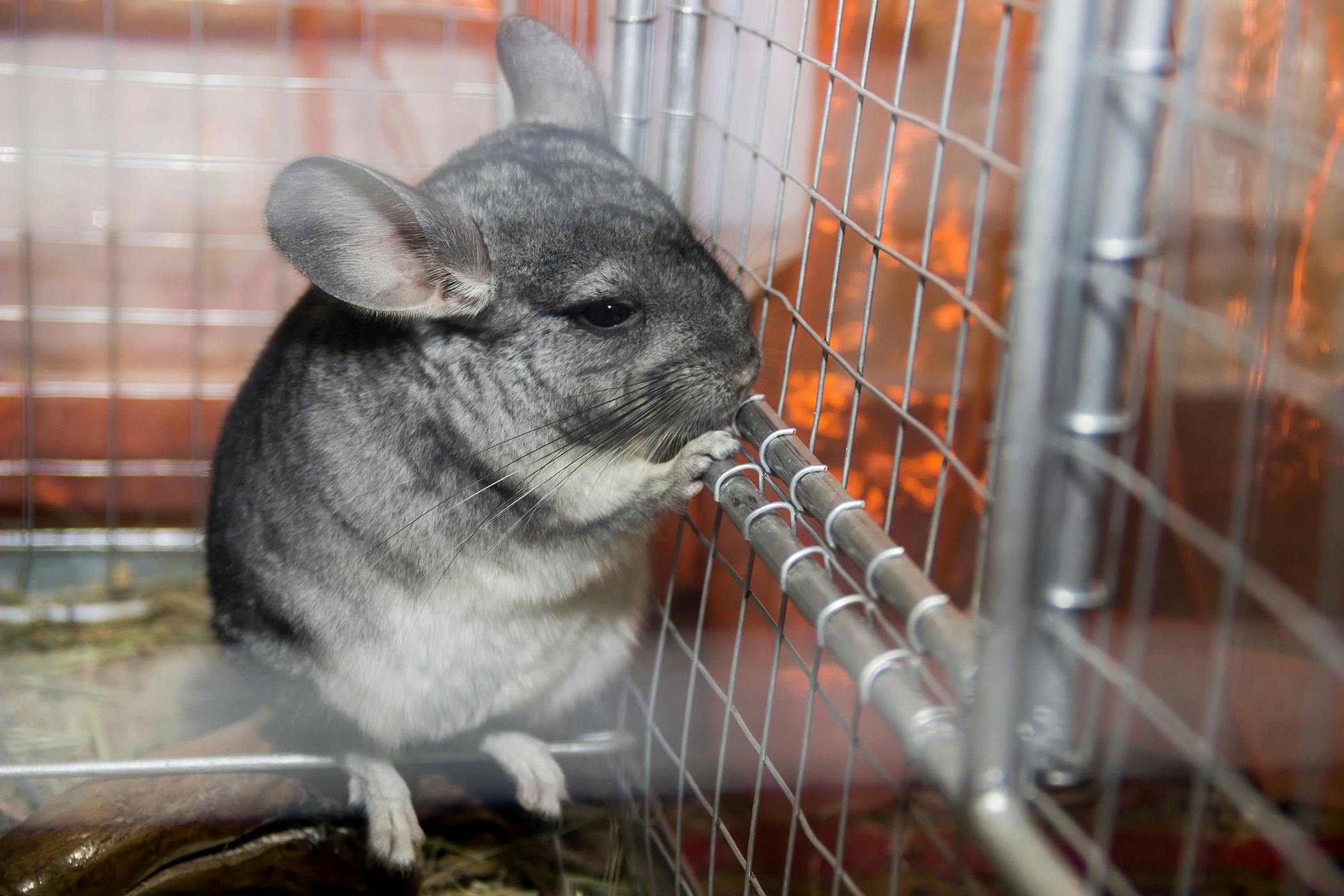 do chinchilla bites hurt