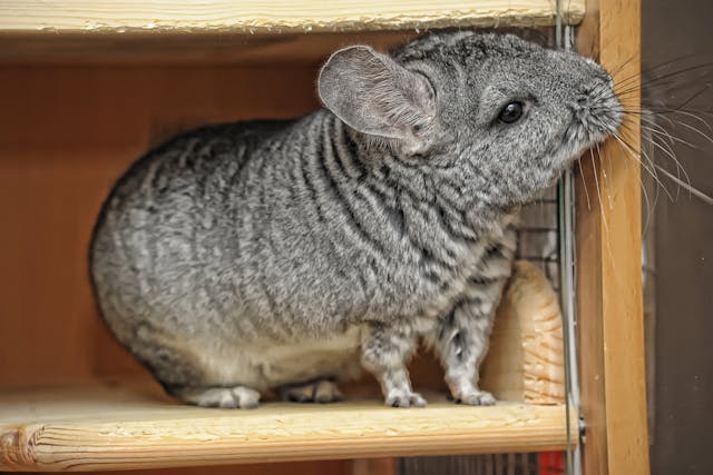 Constipation in Chinchillas - Symptoms, Causes, Diagnosis, Treatment, Recovery, Management, Cost