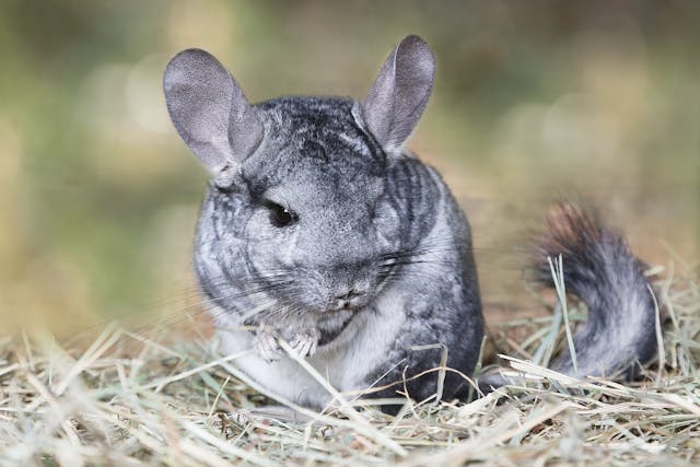Inflammation of the Mammary Gland in Chinchillas - Symptoms, Causes, Diagnosis, Treatment, Recovery, Management, Cost