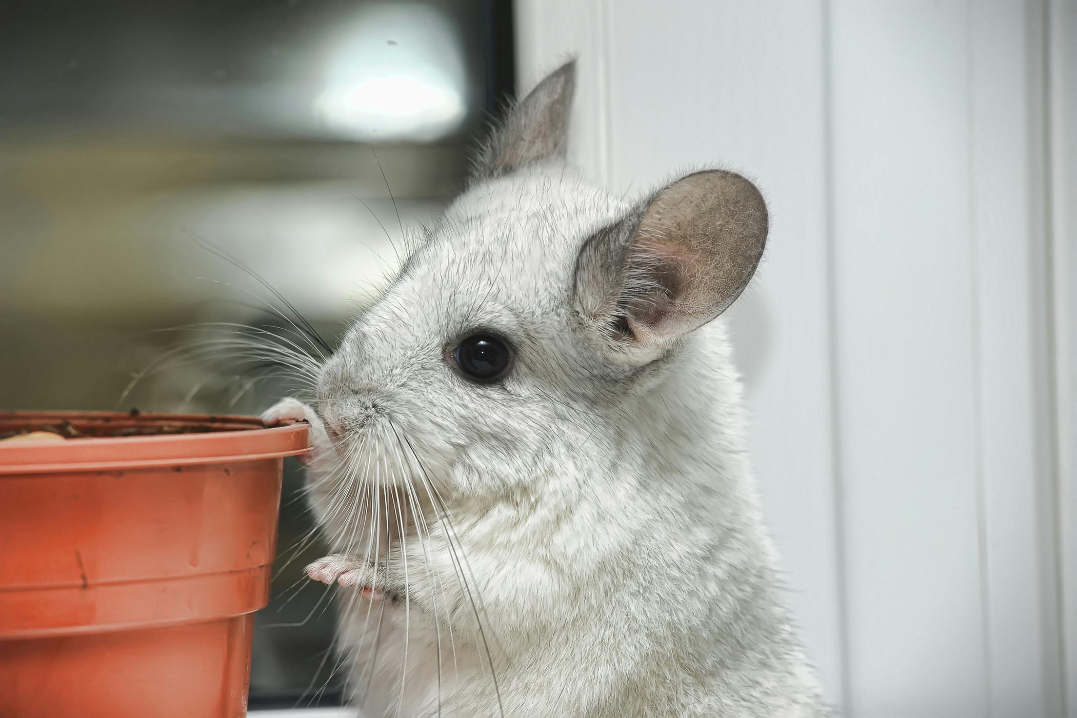 do chinchillas get sick easily