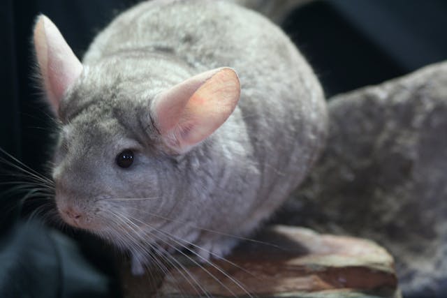 Middle Ear Infection in Chinchillas - Symptoms, Causes, Diagnosis