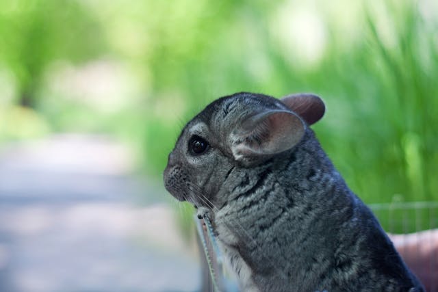 Miscarriage in Chinchillas - Symptoms, Causes, Diagnosis, Treatment, Recovery, Management, Cost