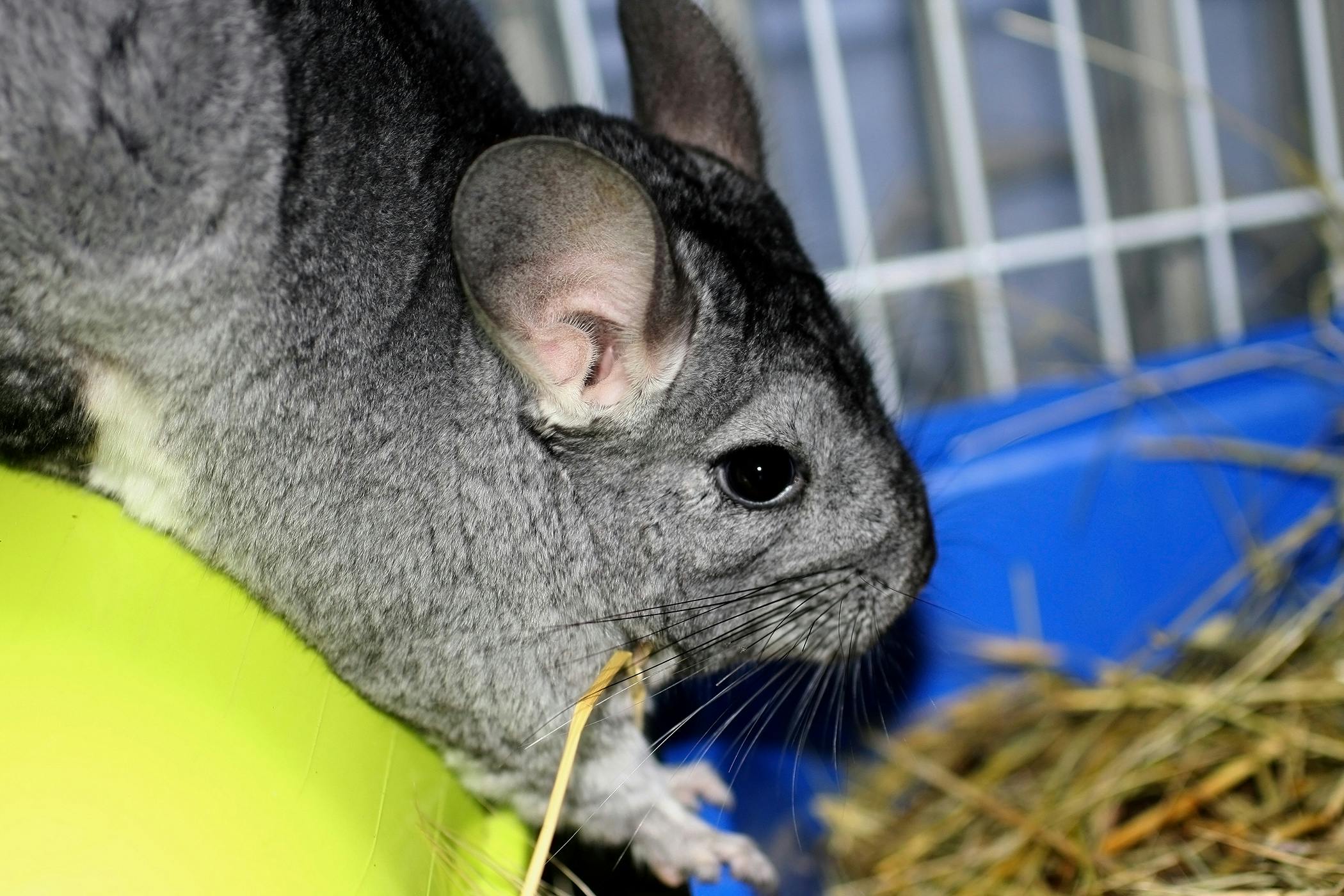 do chinchillas pee