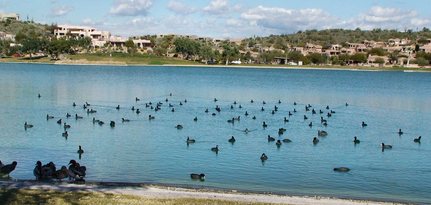 Dog Walkers in Fountain Hills, AZ Dog Walking Near You Wag!