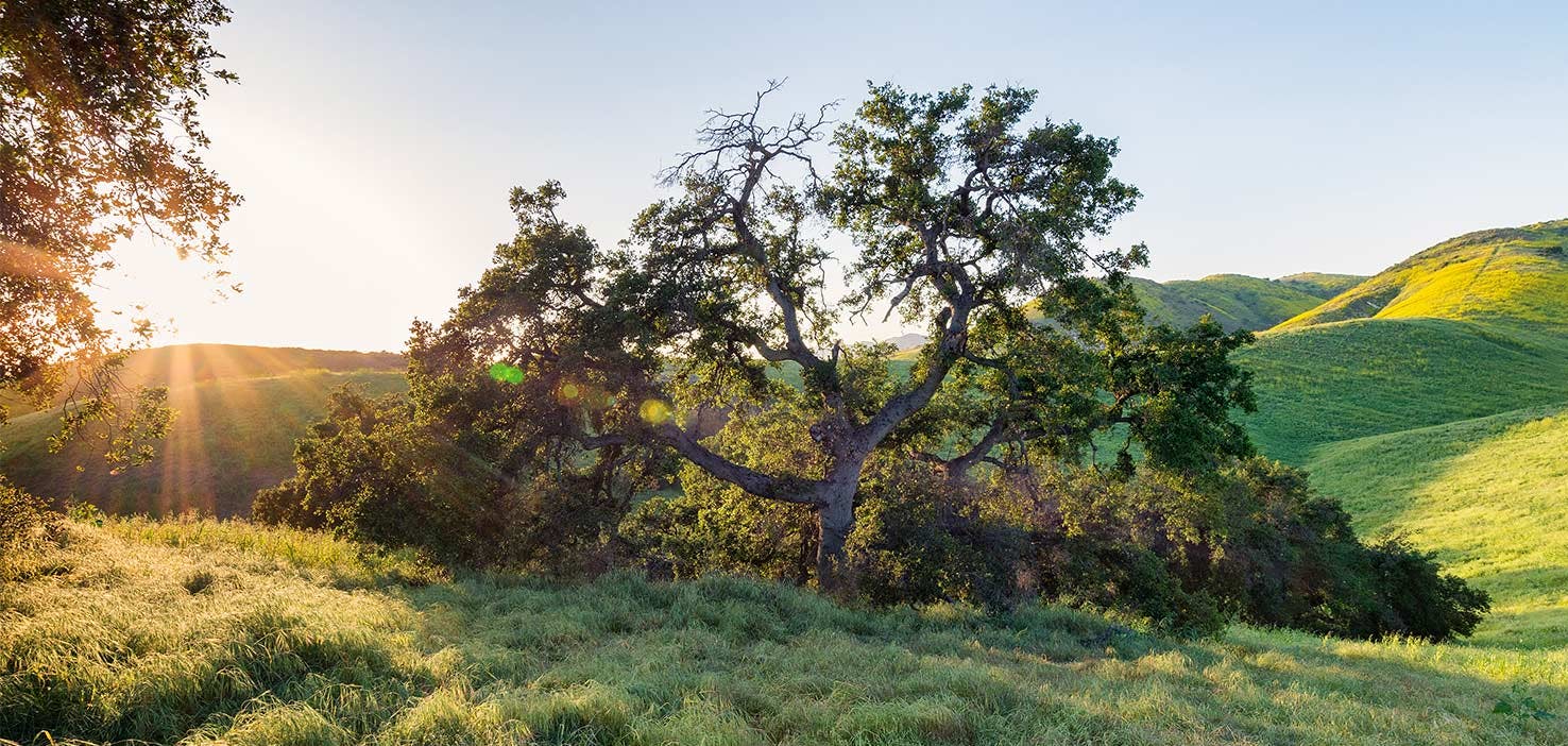 Dog Walkers in Agoura Hills, CA Dog Walking Near You Wag!