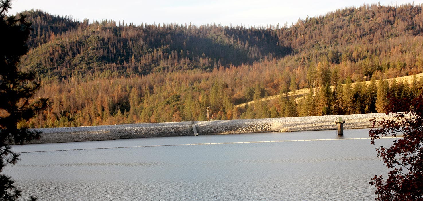 Best Dog Walkers in Madera, CA Wag!