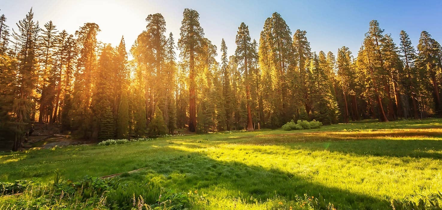 Dog Walkers in Visalia, CA Dog Walking Near You Wag!