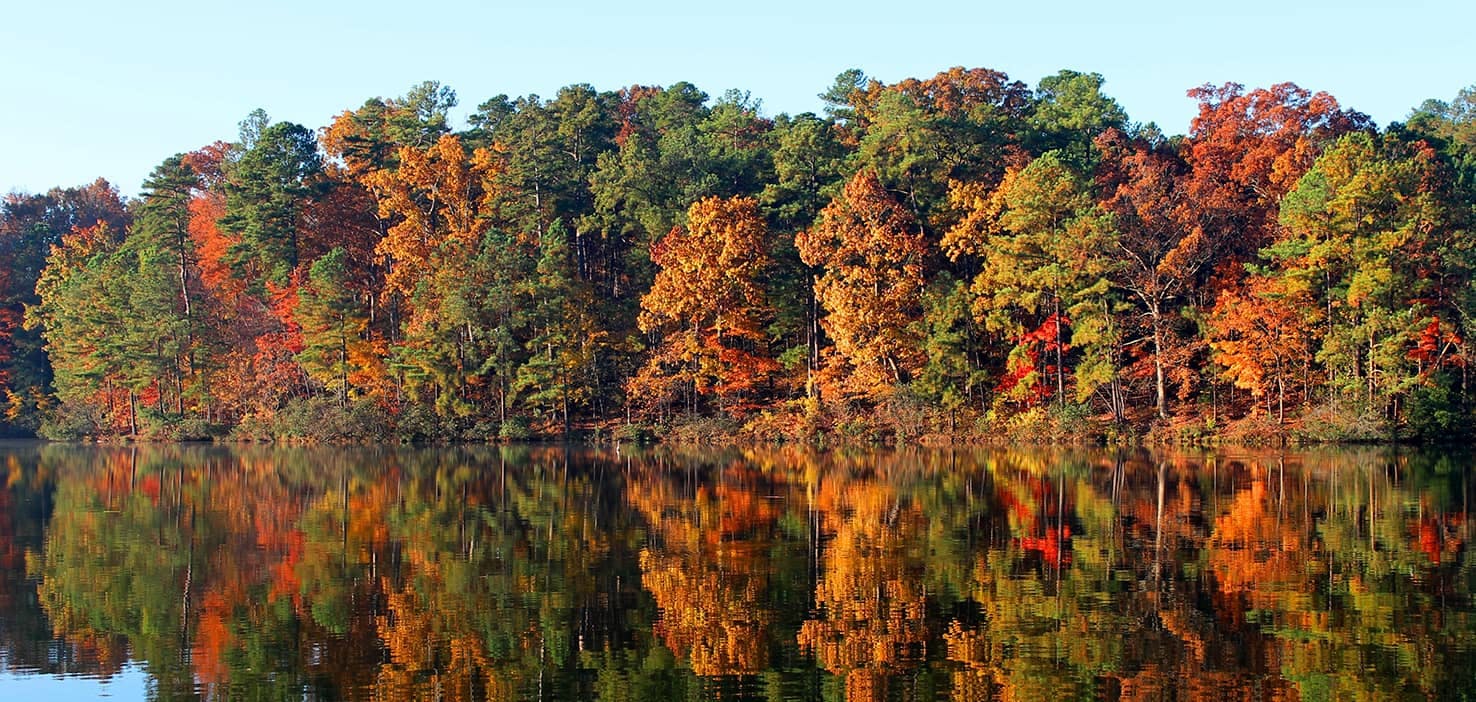 Dog Walkers in Apex, NC Dog Walking Near You Wag!