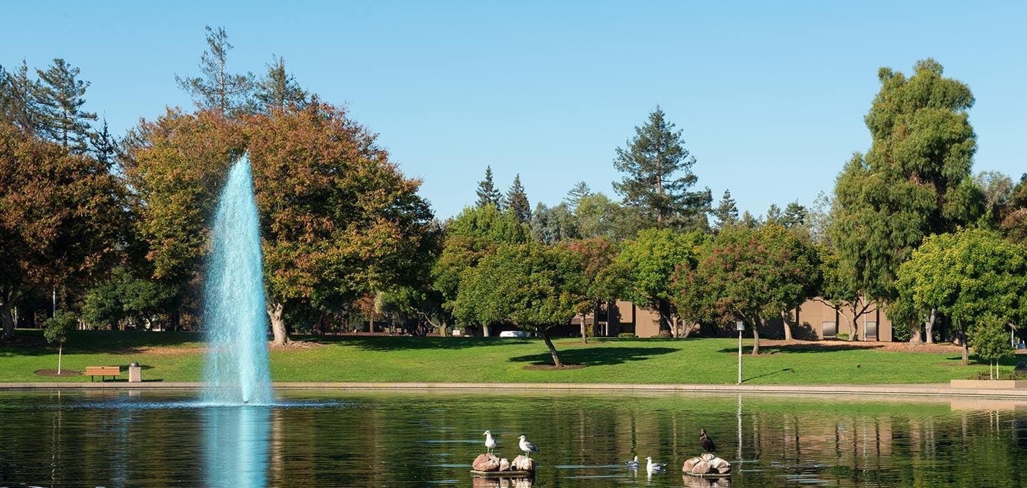 Dog Walkers in Sunnyvale, TX Dog Walking Near You Wag!