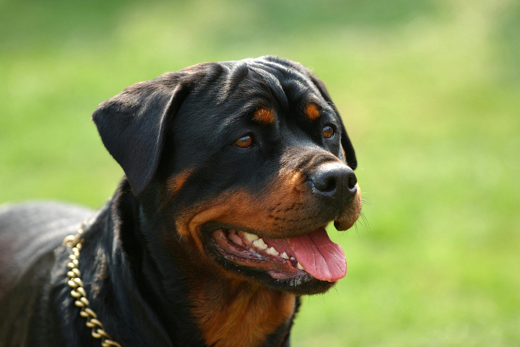 is cryptorchidism in dogs genetic