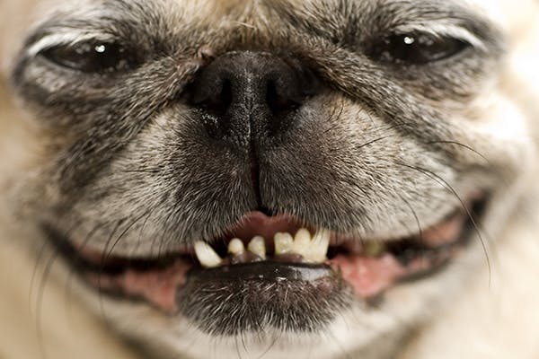 Abnormal Dentition in Dogs - Symptoms, Causes, Diagnosis, Treatment, Recovery, Management, Cost