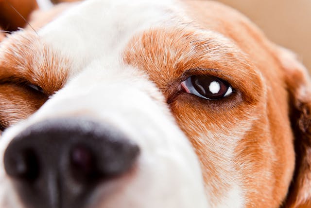 Abnormal Eyelid in Dogs - Symptoms, Causes, Diagnosis, Treatment, Recovery, Management, Cost