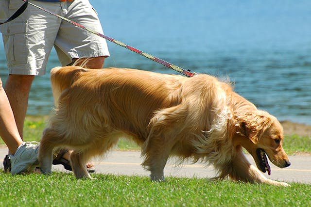 Abnormal Gait in Dogs - Symptoms, Causes, Diagnosis, Treatment, Recovery, Management, Cost