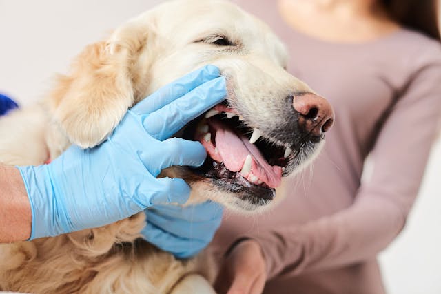Abnormal Molar Development in Dogs - Symptoms, Causes, Diagnosis, Treatment, Recovery, Management, Cost