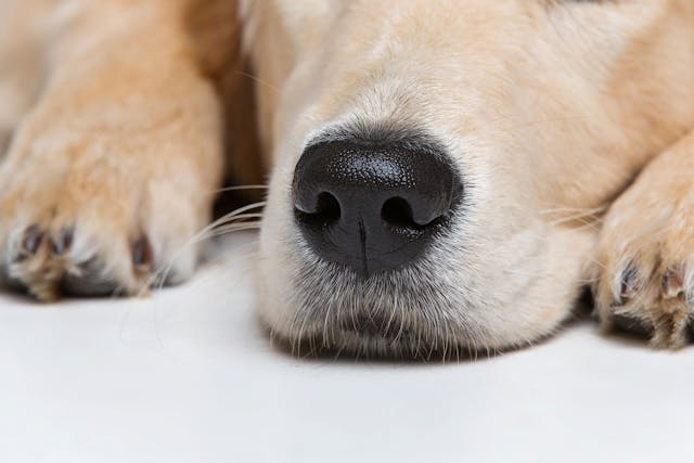 Abnormal Passageway Between the Mouth and Nasal Cavity in Dogs - Symptoms, Causes, Diagnosis, Treatment, Recovery, Management, Cost