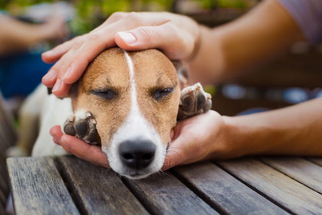 Accumulation of Air Between Chest and Lungs in Dogs - Symptoms, Causes, Diagnosis, Treatment, Recovery, Management, Cost