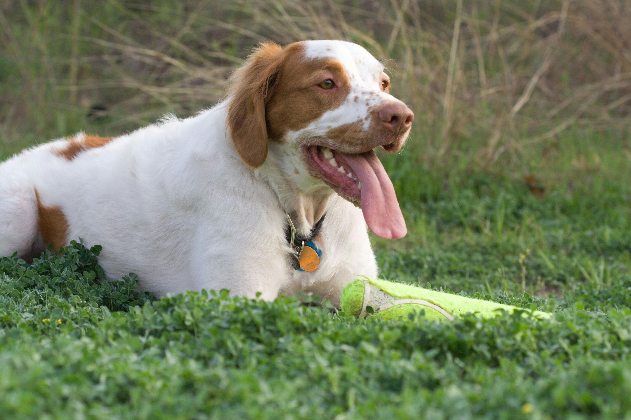 Dog store swallowed tylenol