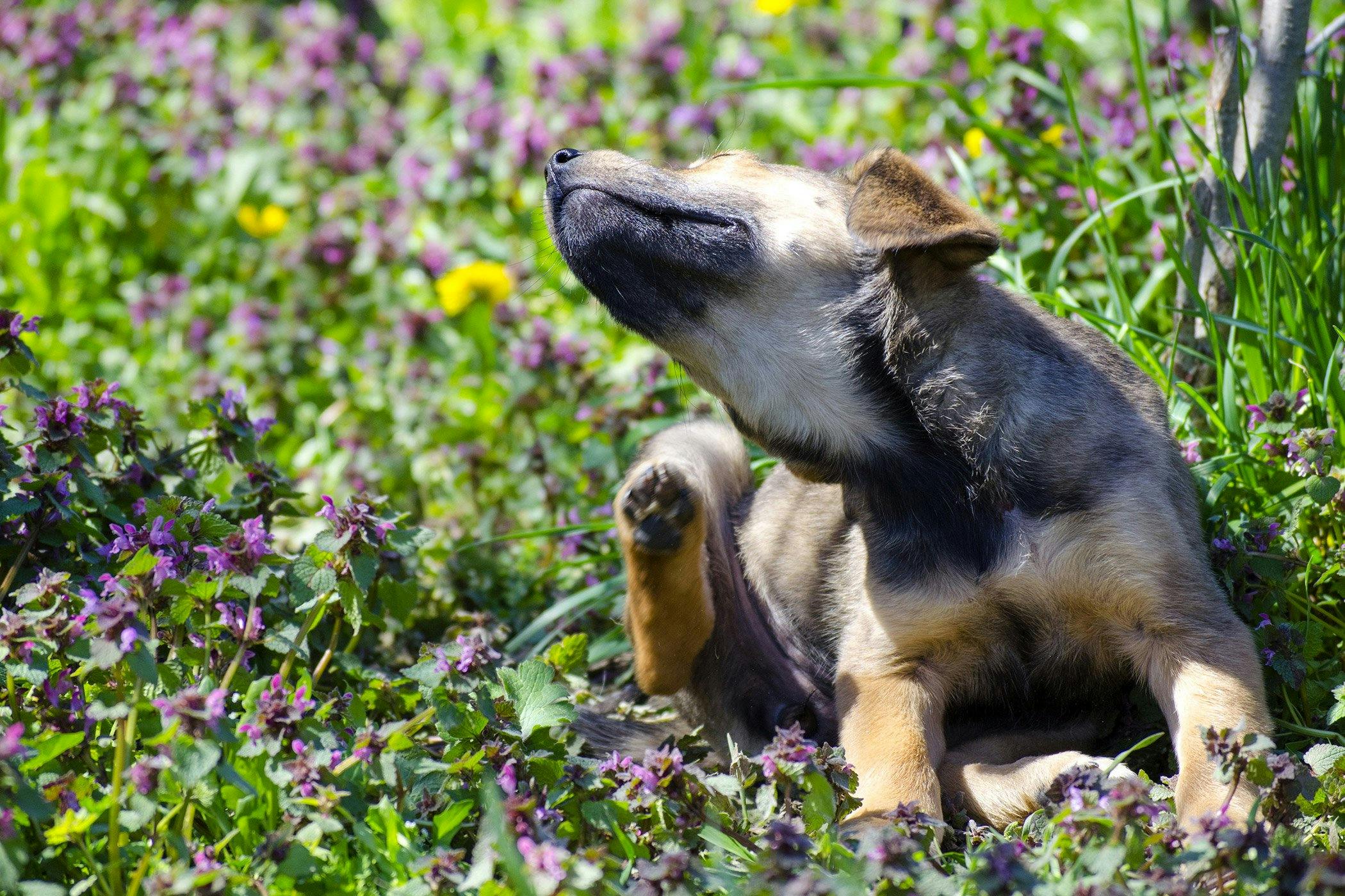 do dog licks cause acne