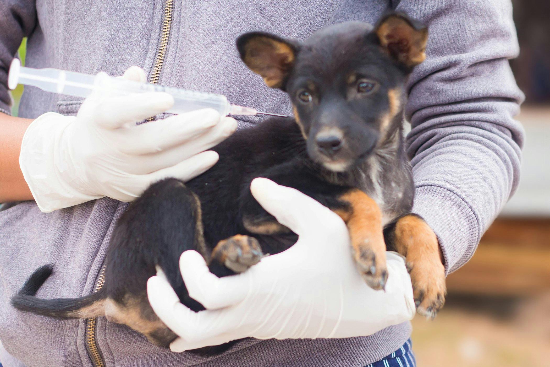 are charcoal biscuits safe for dogs