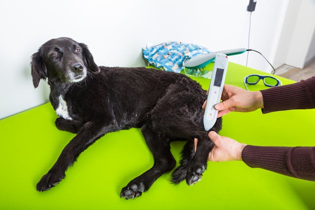Acupuncture in Dogs - Conditions Treated, Procedure, Efficacy, Recovery, Cost, Considerations, Prevention