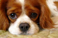 Acute Hemorrhagic Diarrhea Syndrome In Dogs Symptoms Causes 