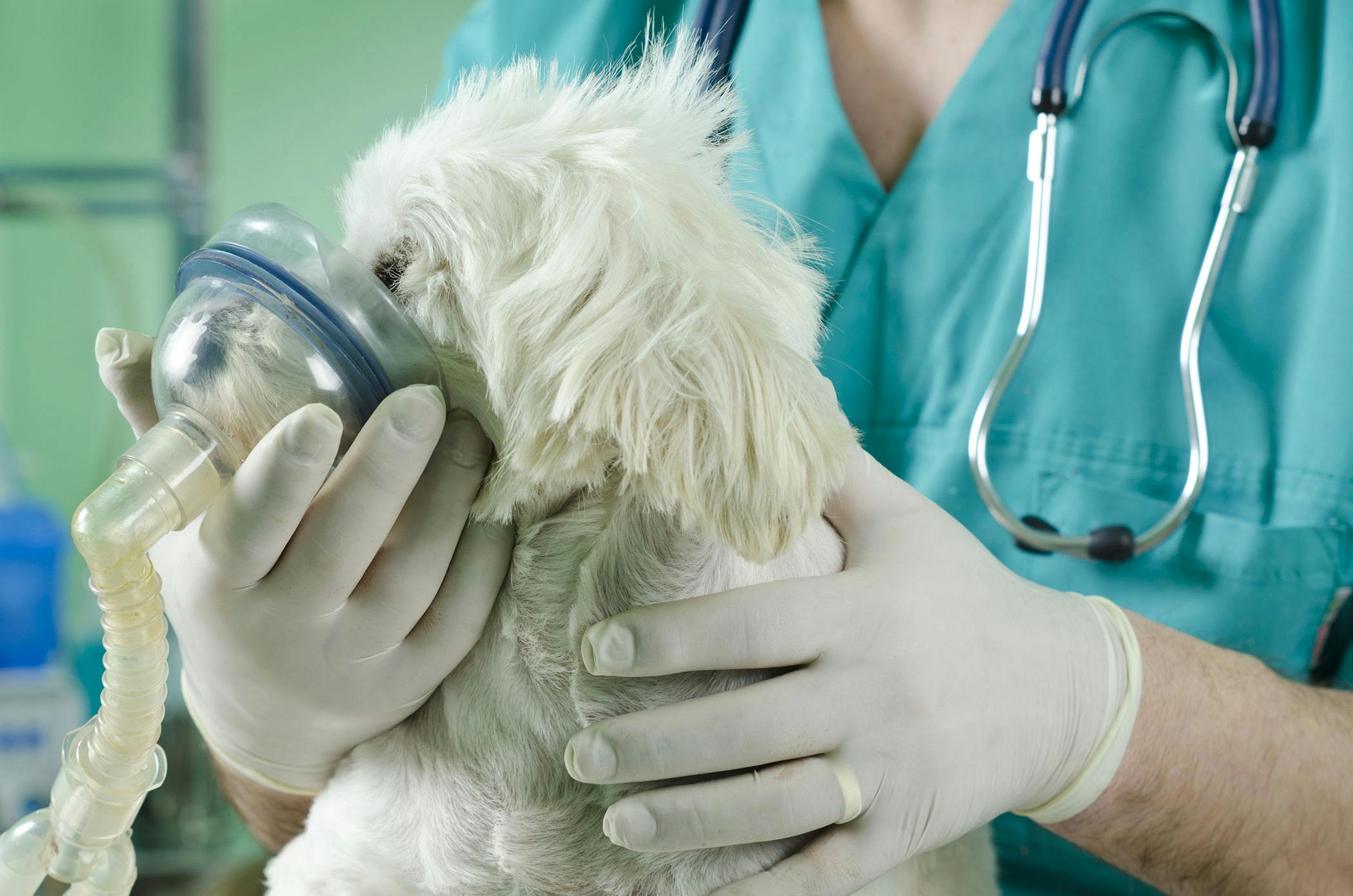 how do you know if your dog is in respiratory distress