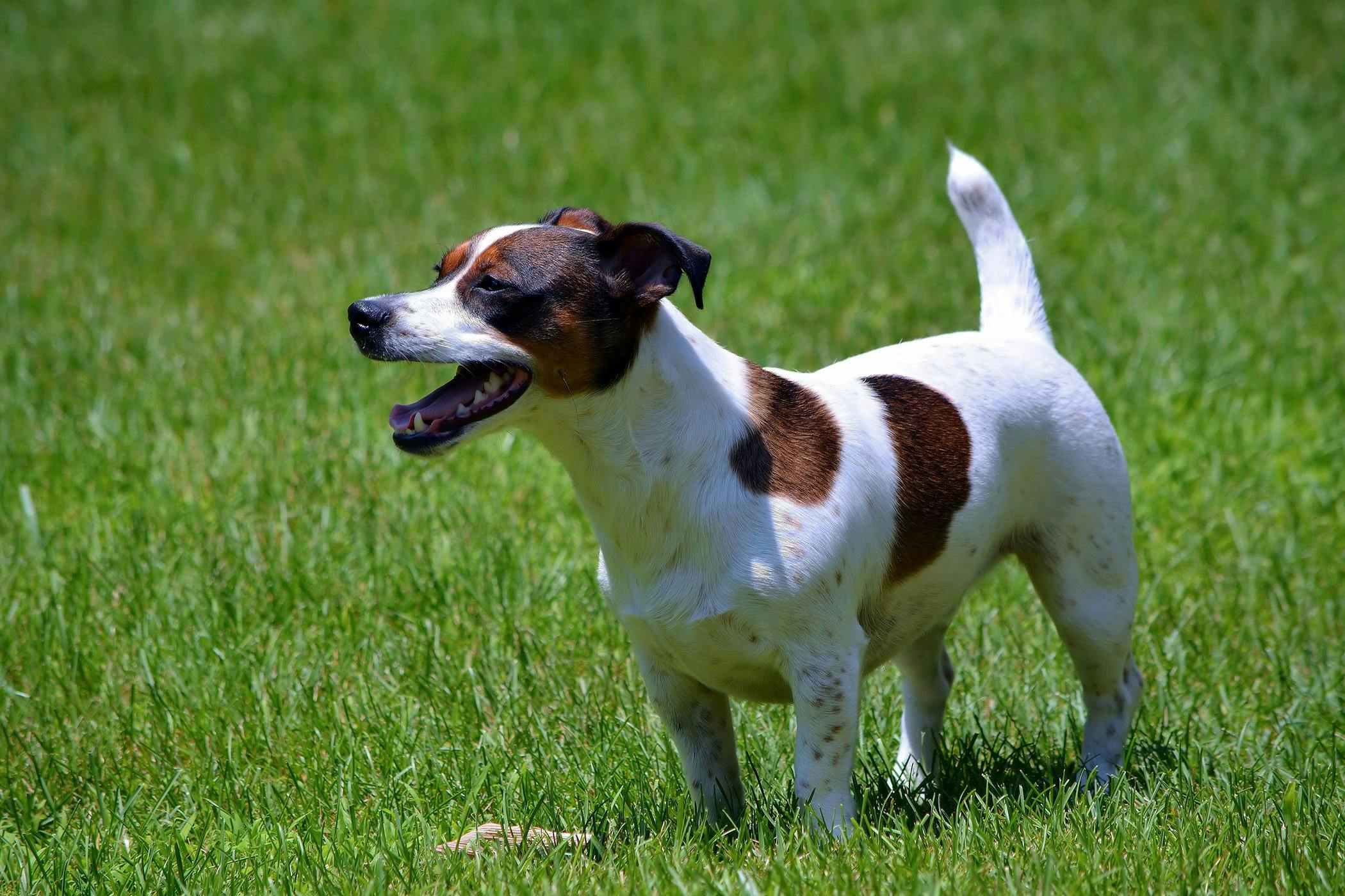 how do you stop dog diarrhea from stress