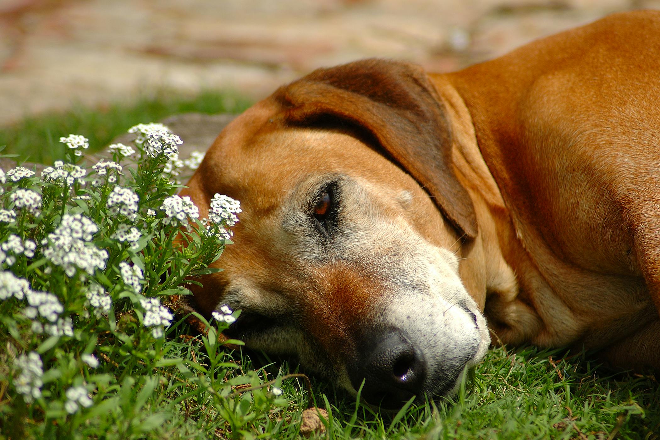 Feeding Tubes in Dogs - Conditions Treated, Procedure, Efficacy