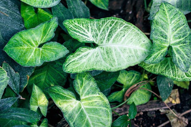 African Evergreen Poisoning in Dogs - Symptoms, Causes, Diagnosis, Treatment, Recovery, Management, Cost
