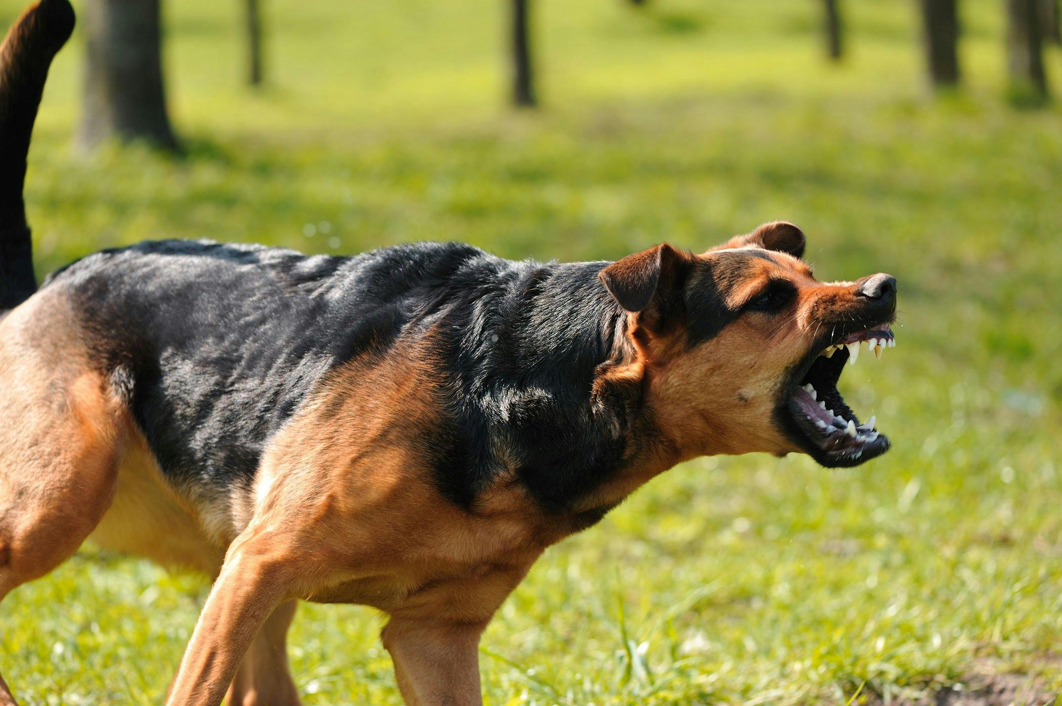 german shepherds attacking other dogs