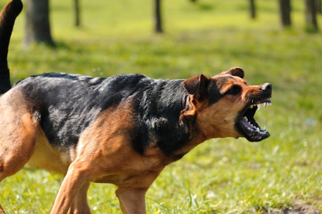 Do German Shepherd dogs 'talk' more than other dogs? - Quora