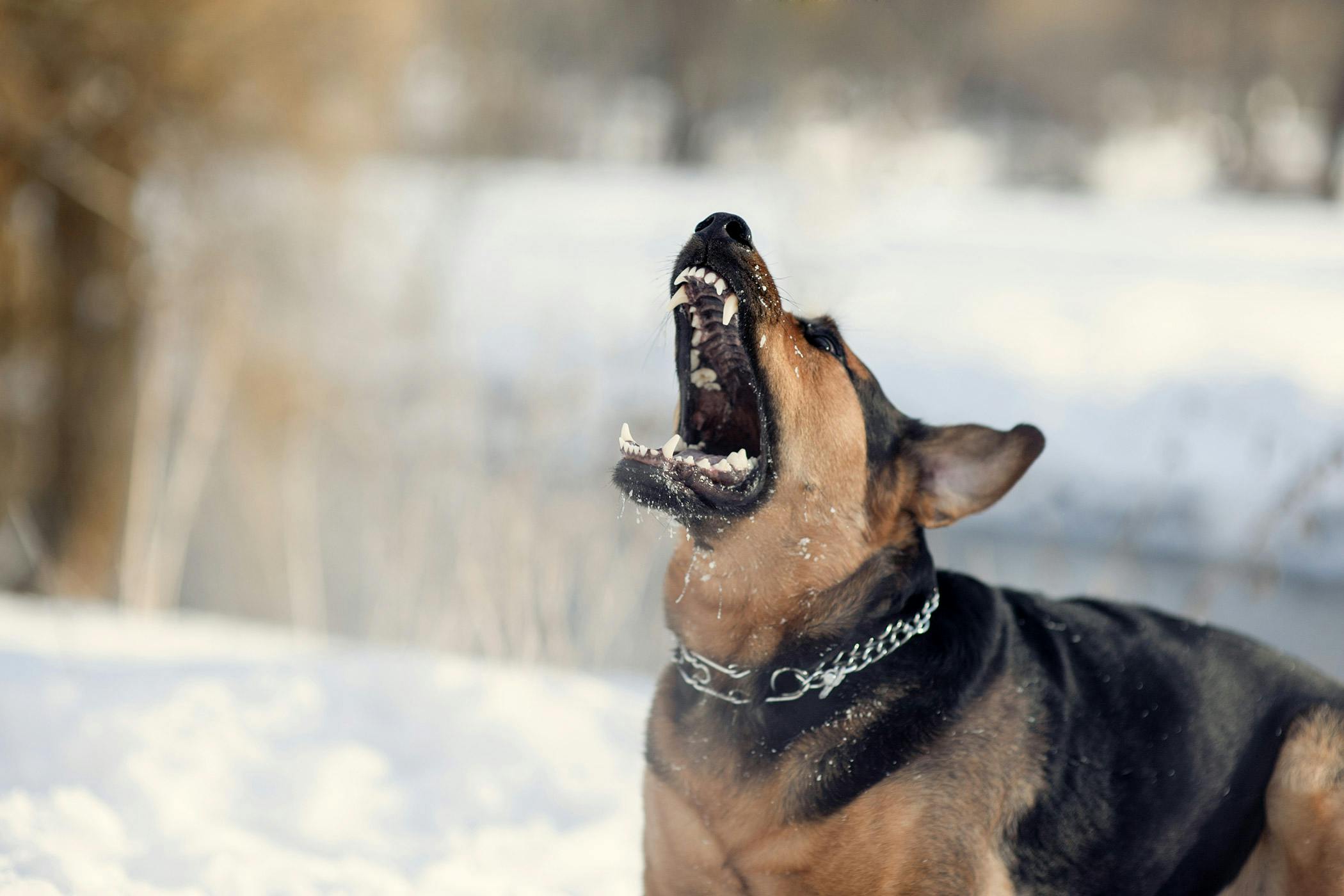 are dogs genetically aggressive