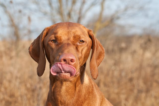 can dogs use albuterol nebulizer