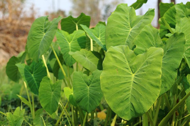 Alocasia (Elephant Ear) Poisoning in Dogs - Symptoms, Causes, Diagnosis, Treatment, Recovery, Management, Cost