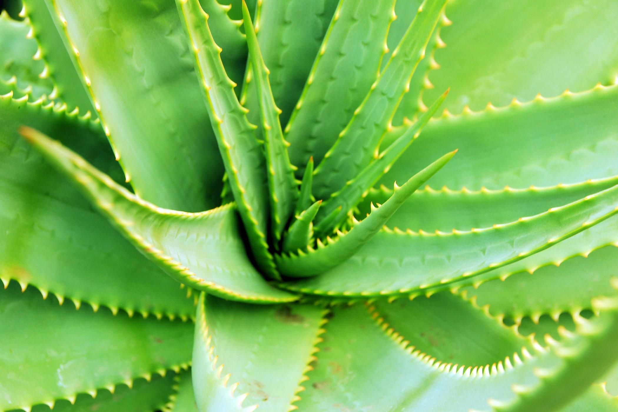 Dog eating sale aloe plant