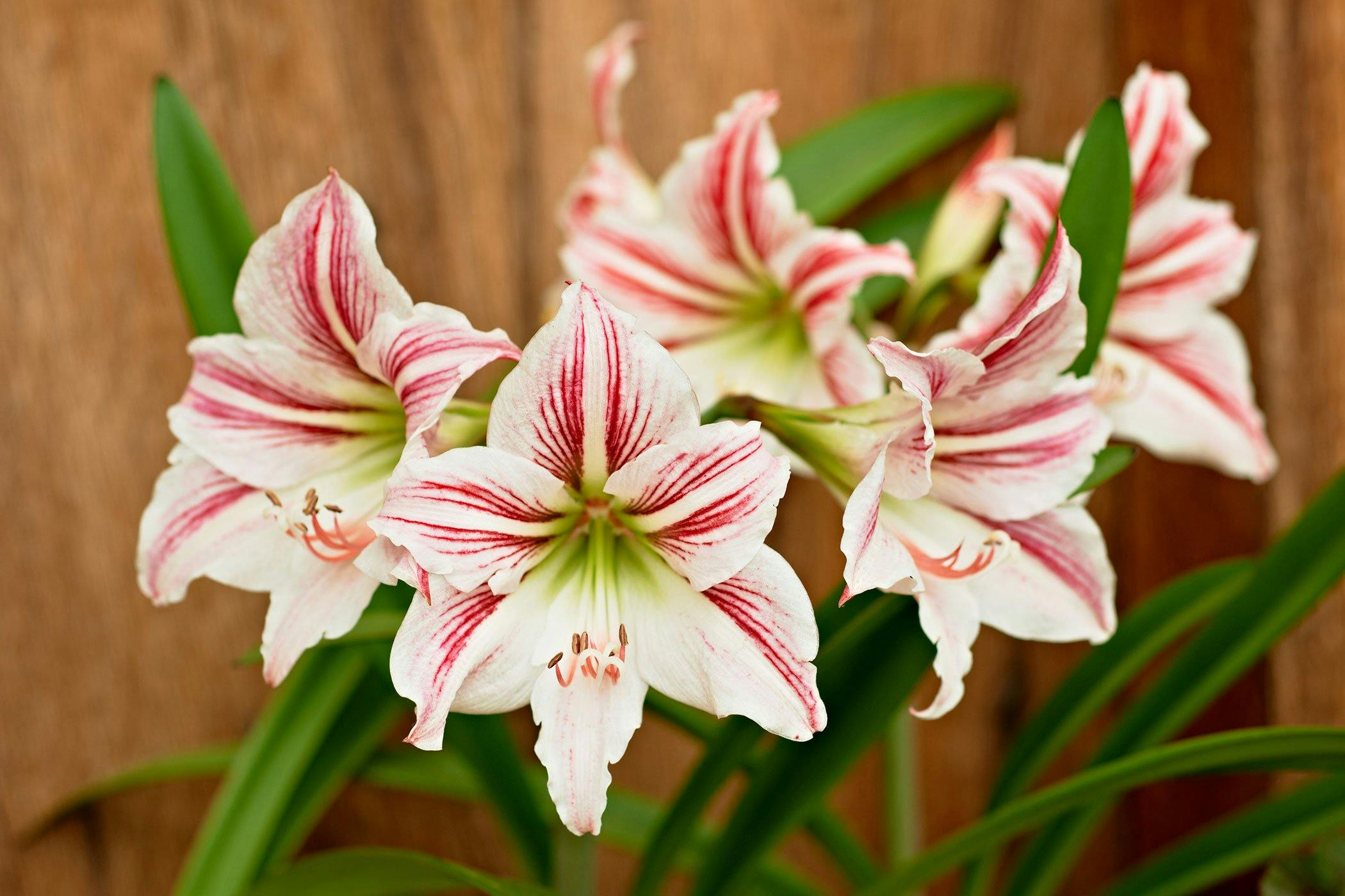 Red Amaryllis Plant