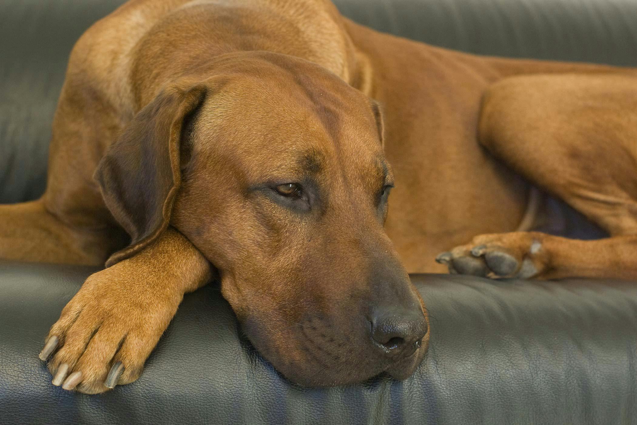 Can Antibiotics Make a Dog Tired 
