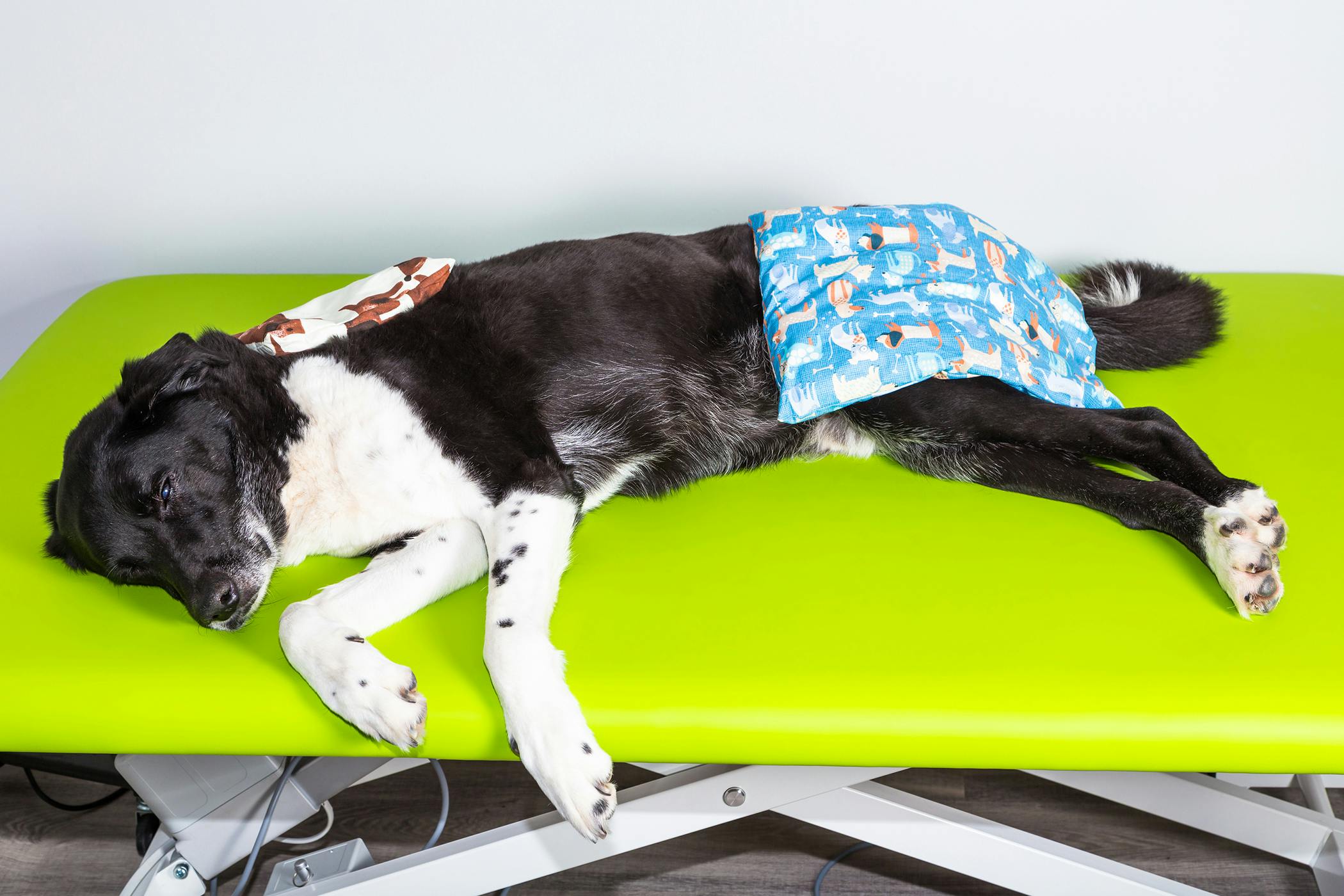 Amputation In Dogs Procedure Eff!   icacy Recovery Prevention Cost - become a walker amputation in dogs