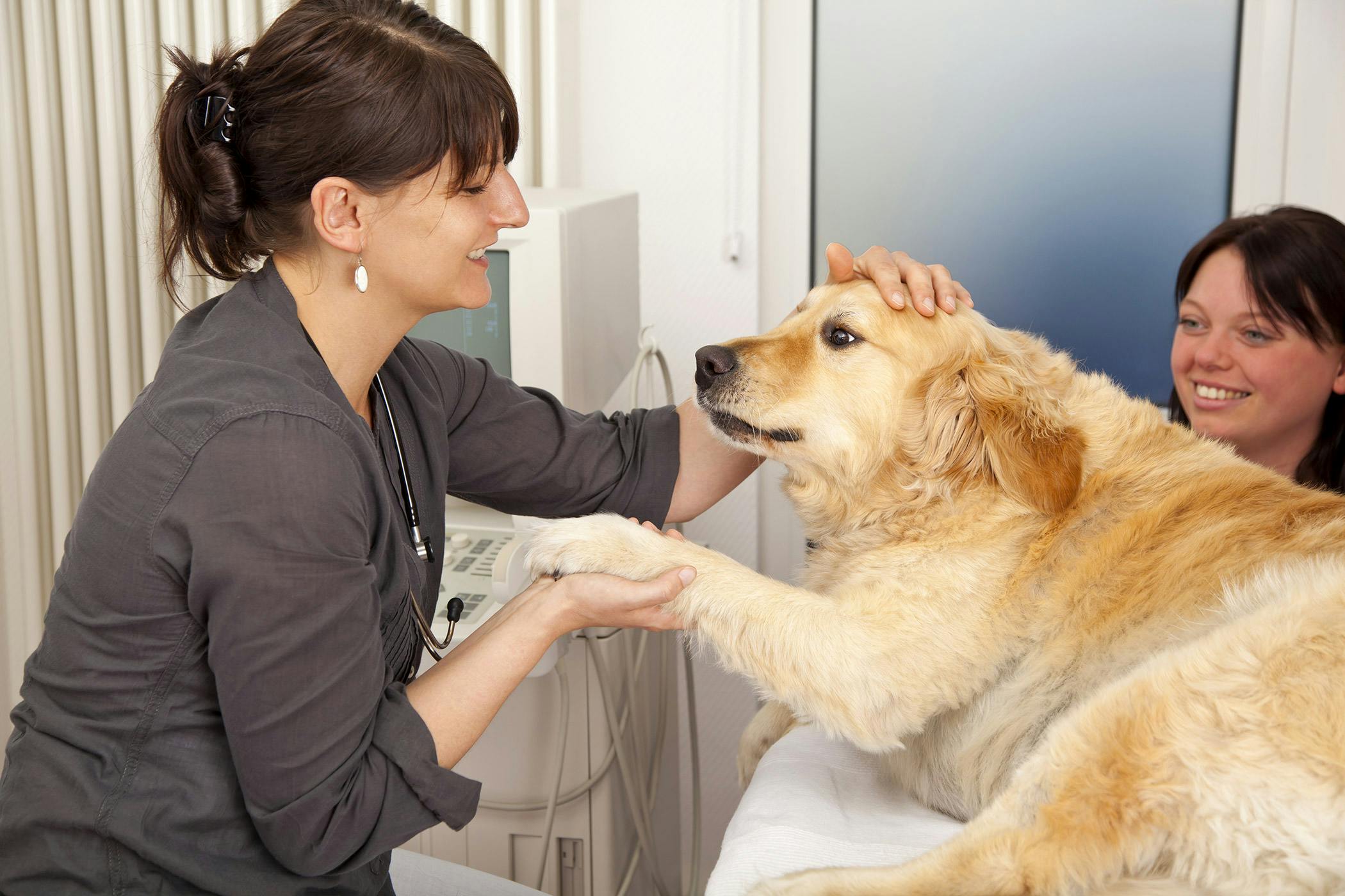 Dog Condition Type - Idiopathic