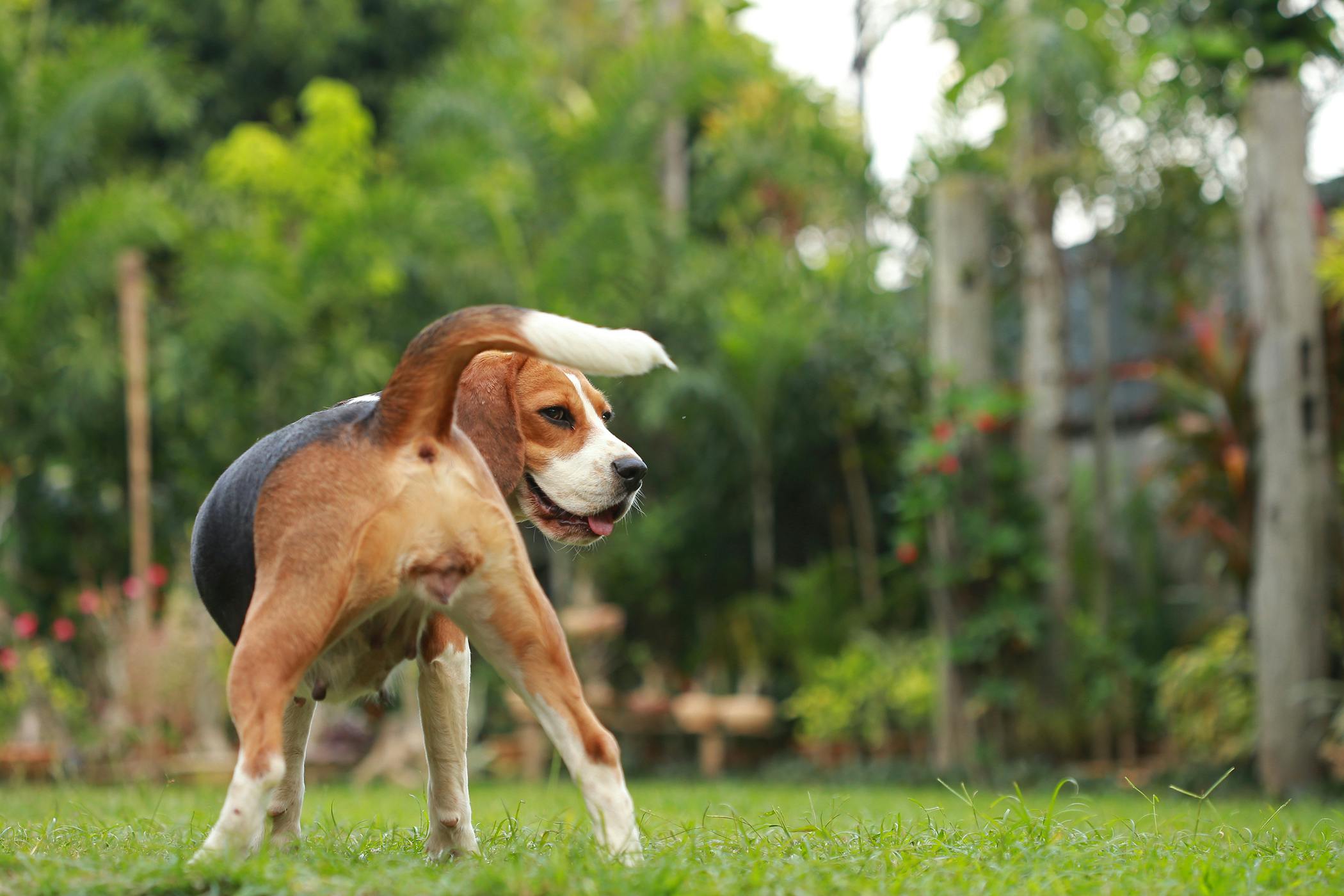 Anal sac cancer in dogs 